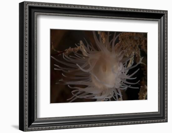 Cup Coral Polyps Hang under a Ledge on a Reef in Fiji-Stocktrek Images-Framed Photographic Print