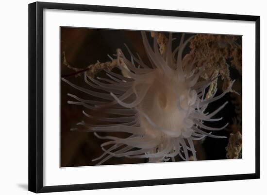 Cup Coral Polyps Hang under a Ledge on a Reef in Fiji-Stocktrek Images-Framed Photographic Print