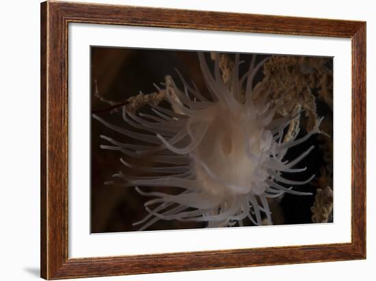 Cup Coral Polyps Hang under a Ledge on a Reef in Fiji-Stocktrek Images-Framed Photographic Print