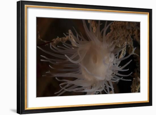 Cup Coral Polyps Hang under a Ledge on a Reef in Fiji-Stocktrek Images-Framed Photographic Print