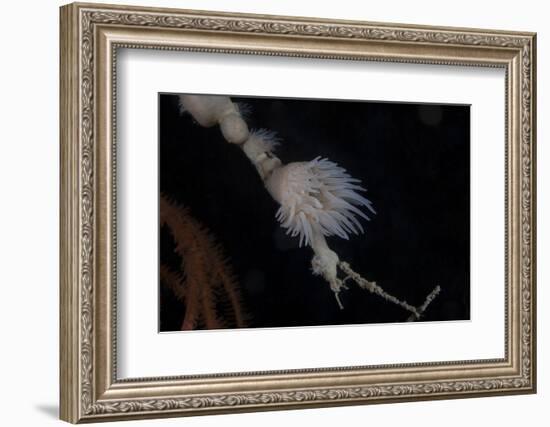 Cup Coral Polyps Hang under a Ledge on a Reef in Fiji-Stocktrek Images-Framed Photographic Print