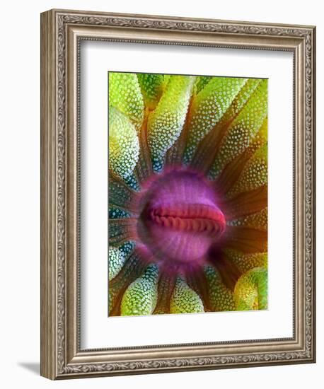 Cup Coral Portrait-Henry Jager-Framed Photographic Print