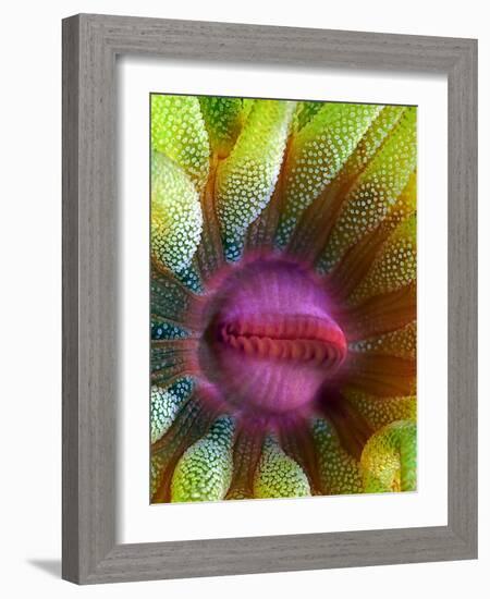 Cup Coral Portrait-Henry Jager-Framed Photographic Print