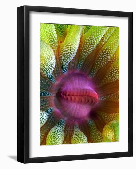 Cup Coral Portrait-Henry Jager-Framed Photographic Print