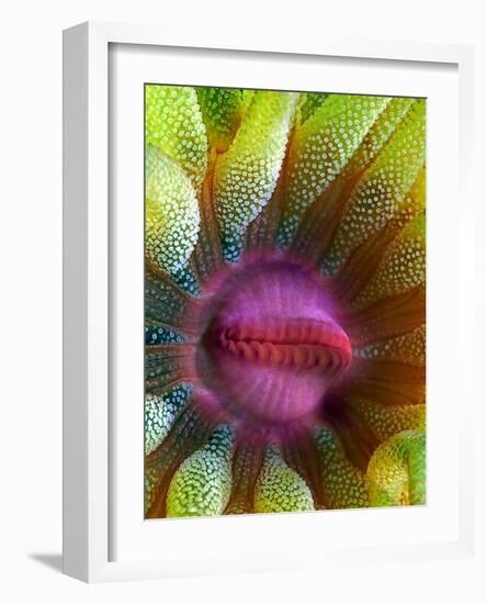 Cup Coral Portrait-Henry Jager-Framed Photographic Print