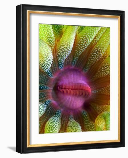 Cup Coral Portrait-Henry Jager-Framed Photographic Print