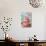 Cupcake-Ruth Black-Photographic Print displayed on a wall