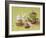 Cupcakes and Rabbits-Louis Gaillard-Framed Art Print