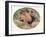 'Cupid and Psyche', 19th century-William Etty-Framed Giclee Print