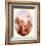 Cupid Between Roses-Jean-Honoré Fragonard-Framed Art Print