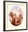 Cupid Between Roses-Jean-Honoré Fragonard-Framed Art Print