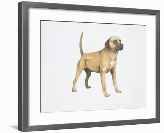 Cur Dog-null-Framed Giclee Print