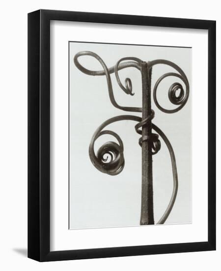 Curcubita, Pumpkin Tendril-Karl Blossfeldt-Framed Art Print