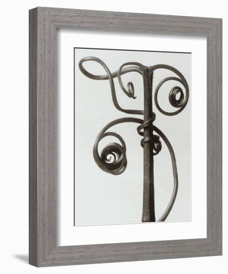 Curcubita, Pumpkin Tendril-Karl Blossfeldt-Framed Art Print