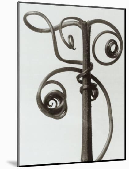 Curcubita, Pumpkin Tendril-Karl Blossfeldt-Mounted Art Print