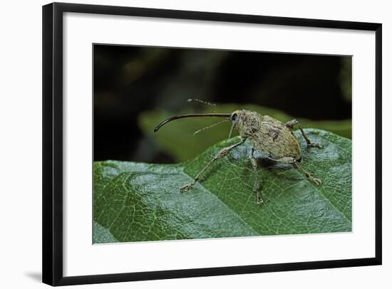 Curculio Elephas (Chestnut Weevil)-Paul Starosta-Framed Photographic Print