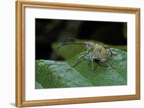 Curculio Elephas (Chestnut Weevil)-Paul Starosta-Framed Photographic Print