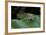 Curculio Elephas (Chestnut Weevil)-Paul Starosta-Framed Photographic Print