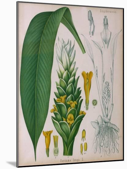 Curcuma Longa (Turmeric) from 'Kohler's Medicinal Plants' by Franz Eugen Kohler-German School-Mounted Giclee Print