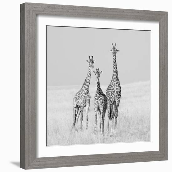 Curiosity-James Cai-Framed Photographic Print