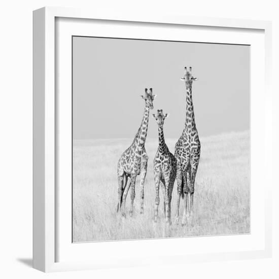 Curiosity-James Cai-Framed Photographic Print