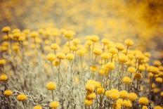 Field Flowers/Buttercup-Curioso Travel Photography-Mounted Photographic Print