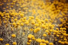 Field Flowers/Buttercup-Curioso Travel Photography-Framed Premier Image Canvas