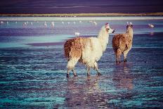 Lama on the Laguna Colorada, Bolivia-Curioso Travel Photography-Photographic Print