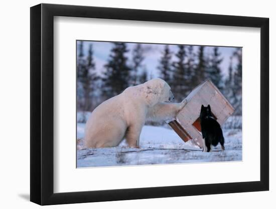 Curious adult male Polar Bear, Ursus maritimus, inspects dog house near Churchill-Michael Nolan-Framed Photographic Print
