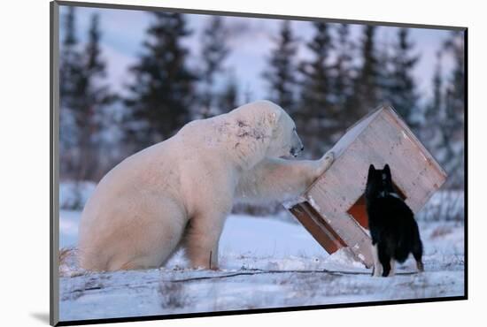 Curious adult male Polar Bear, Ursus maritimus, inspects dog house near Churchill-Michael Nolan-Mounted Photographic Print