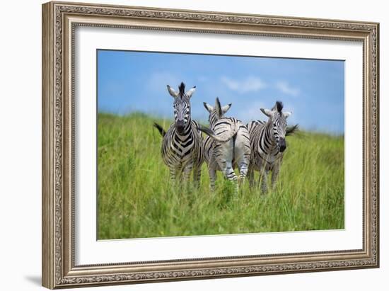 Curious / Annoyed / Curious-Andreas Feldtkeller-Framed Giclee Print