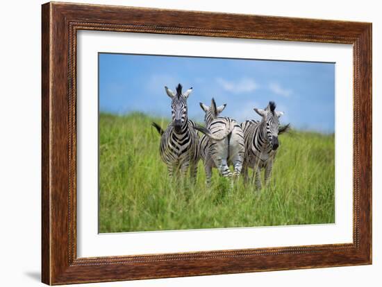 Curious / Annoyed / Curious-Andreas Feldtkeller-Framed Giclee Print