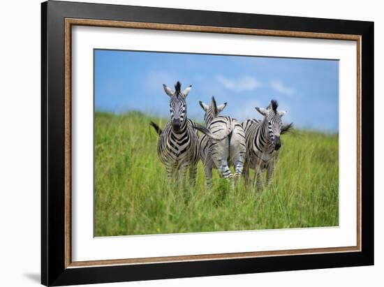 Curious / Annoyed / Curious-Andreas Feldtkeller-Framed Giclee Print