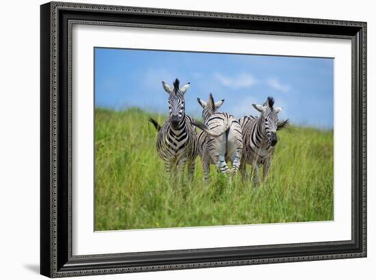 Curious / Annoyed / Curious-Andreas Feldtkeller-Framed Giclee Print