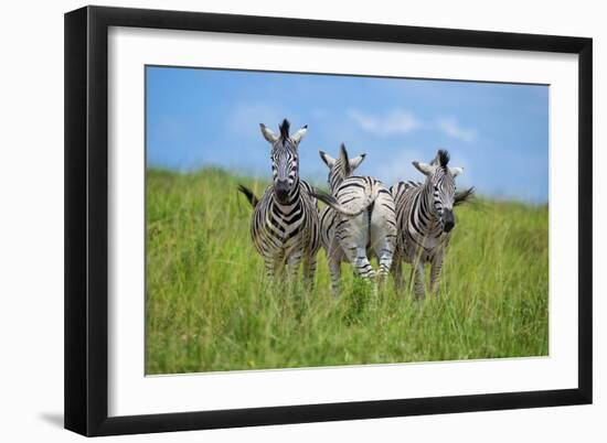 Curious / Annoyed / Curious-Andreas Feldtkeller-Framed Giclee Print