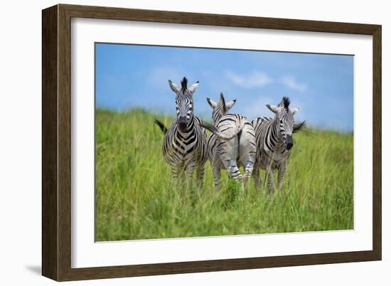 Curious / Annoyed / Curious-Andreas Feldtkeller-Framed Giclee Print