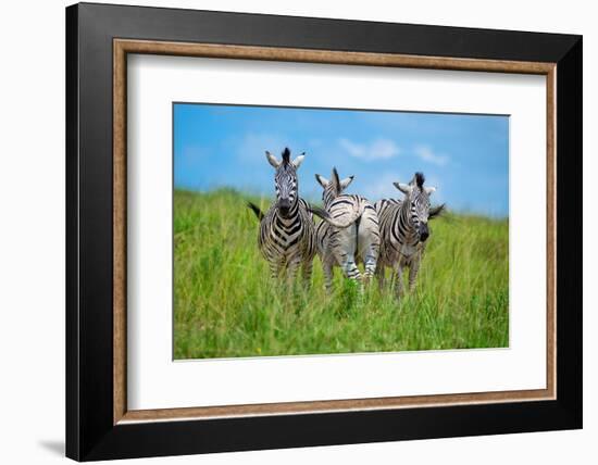 Curious - Annoyed - Curious-Andreas Feldtkeller-Framed Photographic Print