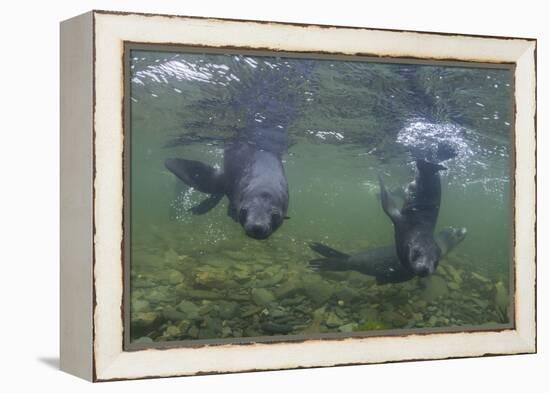 Curious Antarctica Fur Seal Pups (Arctocephalus Gazella), Polar Regions-Michael Nolan-Framed Premier Image Canvas