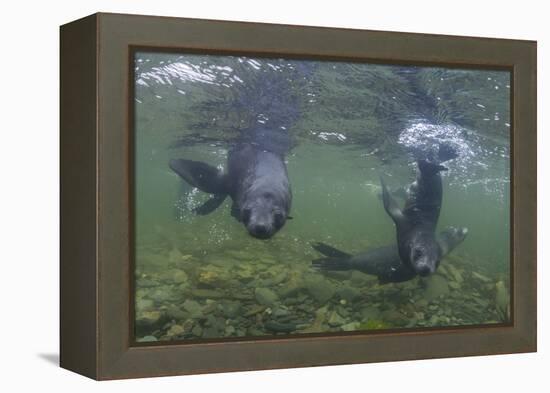 Curious Antarctica Fur Seal Pups (Arctocephalus Gazella), Polar Regions-Michael Nolan-Framed Premier Image Canvas