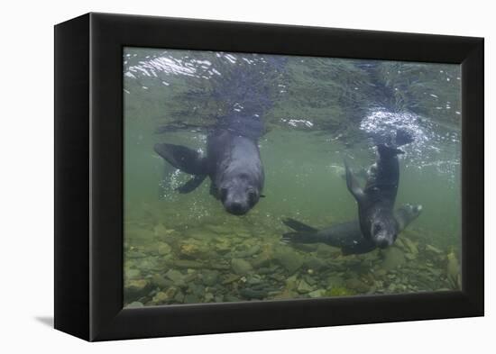 Curious Antarctica Fur Seal Pups (Arctocephalus Gazella), Polar Regions-Michael Nolan-Framed Premier Image Canvas