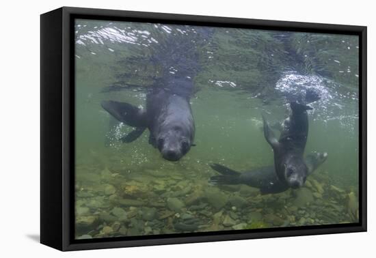 Curious Antarctica Fur Seal Pups (Arctocephalus Gazella), Polar Regions-Michael Nolan-Framed Premier Image Canvas