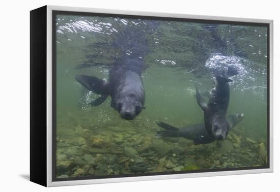 Curious Antarctica Fur Seal Pups (Arctocephalus Gazella), Polar Regions-Michael Nolan-Framed Premier Image Canvas