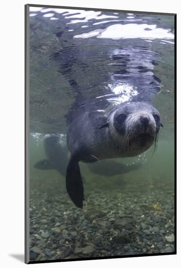 Curious Antarctica Fur Seal Pups (Arctocephalus Gazella), Polar Regions-Michael Nolan-Mounted Photographic Print