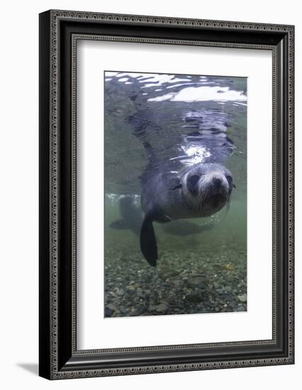 Curious Antarctica Fur Seal Pups (Arctocephalus Gazella), Polar Regions-Michael Nolan-Framed Photographic Print