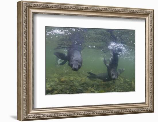 Curious Antarctica Fur Seal Pups (Arctocephalus Gazella), Polar Regions-Michael Nolan-Framed Photographic Print