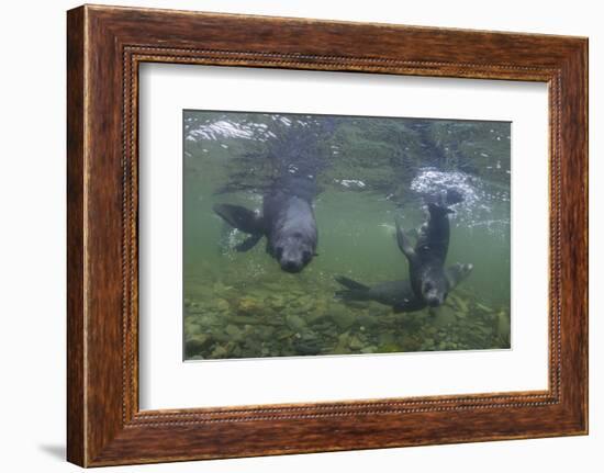 Curious Antarctica Fur Seal Pups (Arctocephalus Gazella), Polar Regions-Michael Nolan-Framed Photographic Print