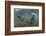 Curious Antarctica Fur Seal Pups (Arctocephalus Gazella), Polar Regions-Michael Nolan-Framed Photographic Print