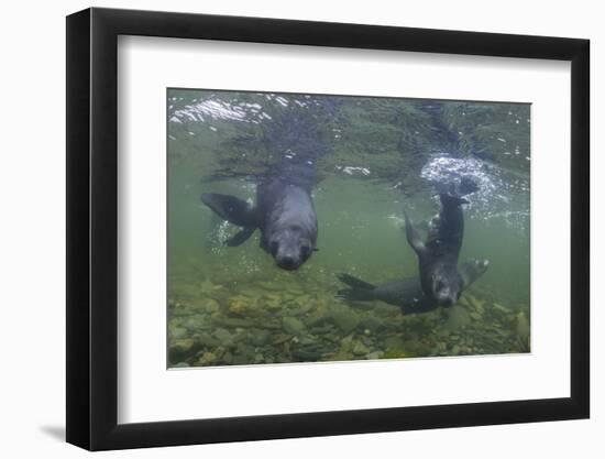 Curious Antarctica Fur Seal Pups (Arctocephalus Gazella), Polar Regions-Michael Nolan-Framed Photographic Print