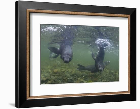 Curious Antarctica Fur Seal Pups (Arctocephalus Gazella), Polar Regions-Michael Nolan-Framed Photographic Print