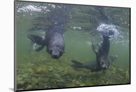 Curious Antarctica Fur Seal Pups (Arctocephalus Gazella), Polar Regions-Michael Nolan-Mounted Photographic Print